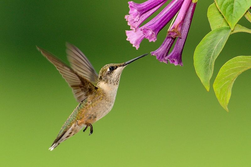 Supporting Endangered Plant Species