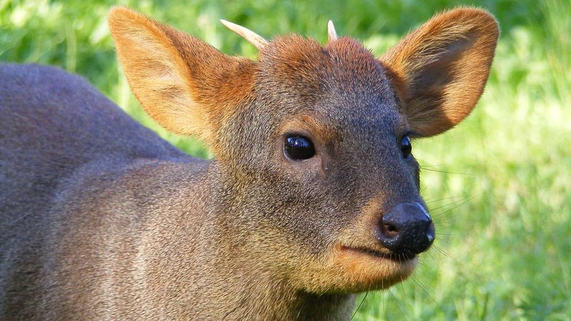Unique Antlers
