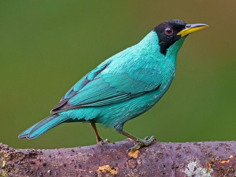 Green Honeycreeper