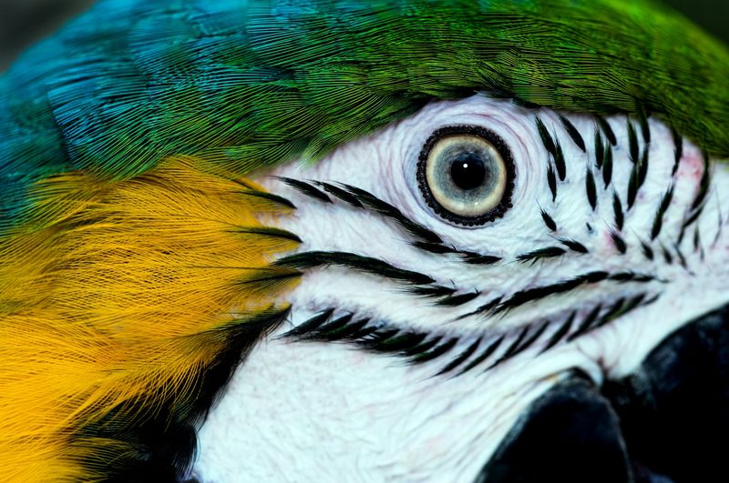 Faster Visual Processing
