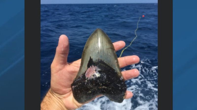 Megalodon