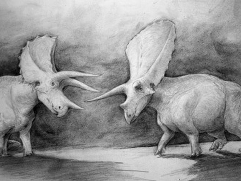 Torosaurus