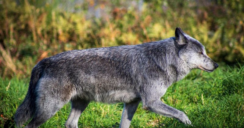Counties Declare Emergency Over Wolf Activity