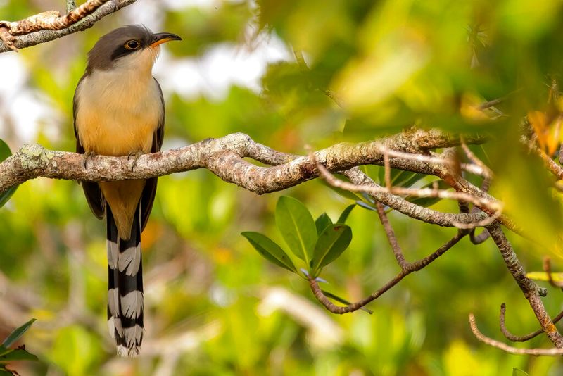 Participate In Citizen Science