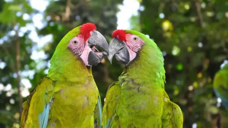 Never Buy Wild-Caught Parrots