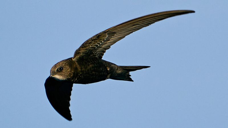 Create A Swift-Friendly School Project