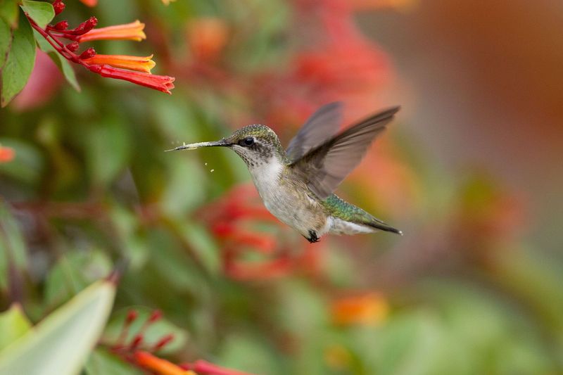 High-Energy Nectar Production Specifically For Birds
