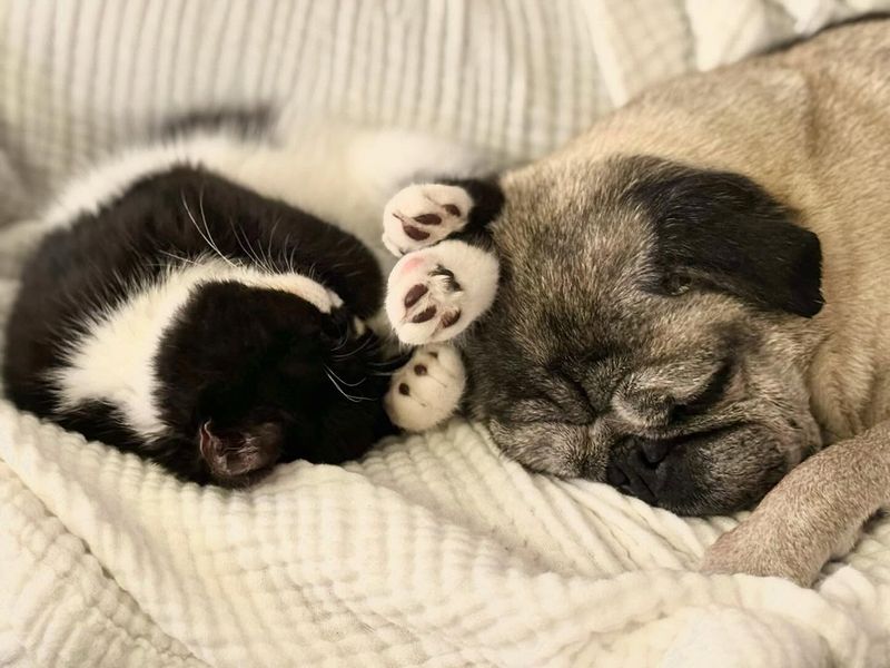 Couch Potato Pals: Pugs