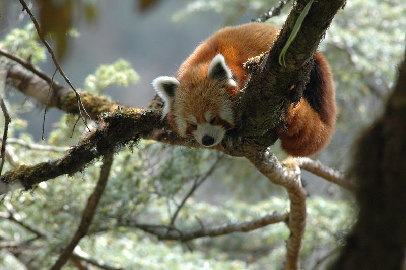 Gravity-Defying Sleep Habits