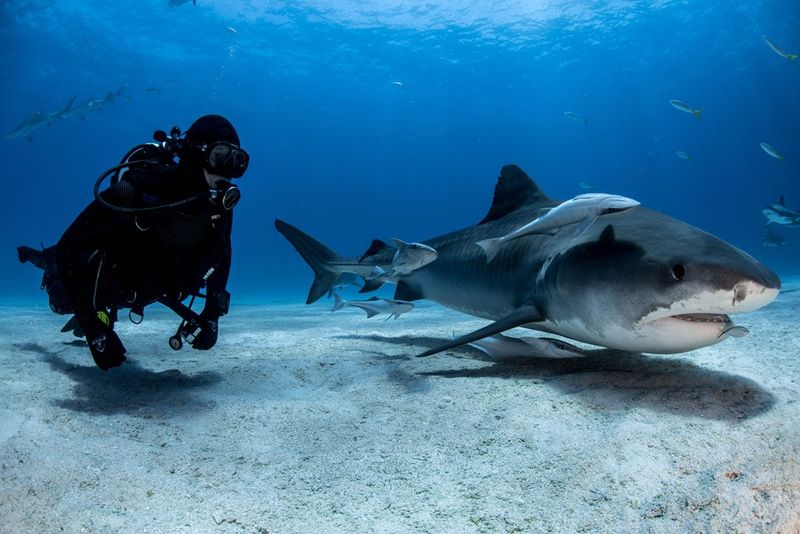 Economic Impact Of Shark Tourism