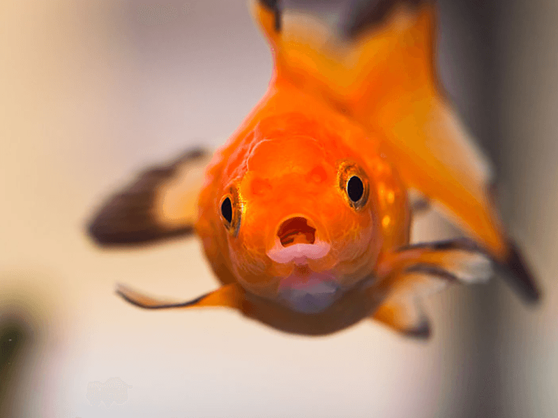 Swim Bladder Disorders