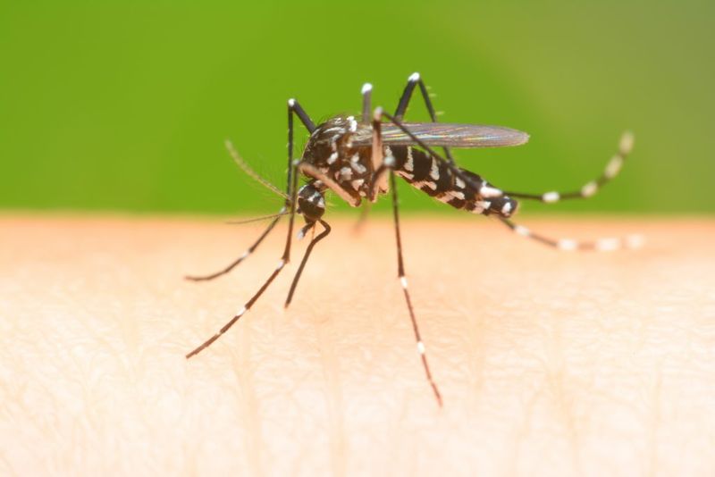 Tiny Chocolate Lovers: Midges