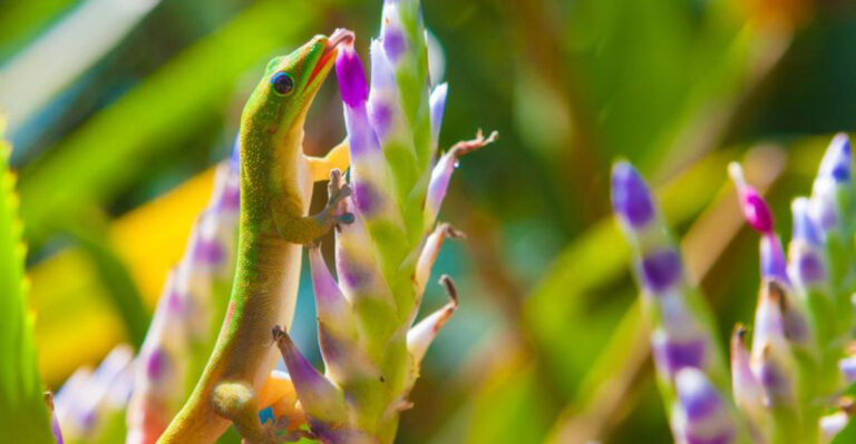 Surprising Pollinator Animals That Quietly Keep Nature Thriving