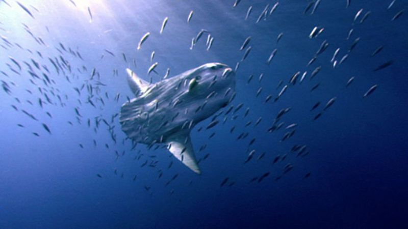 Cleaner Fish Cooperation