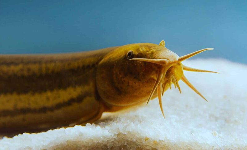 Native Fish Face Extinction Pressure