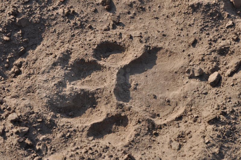 Unique Paw Prints