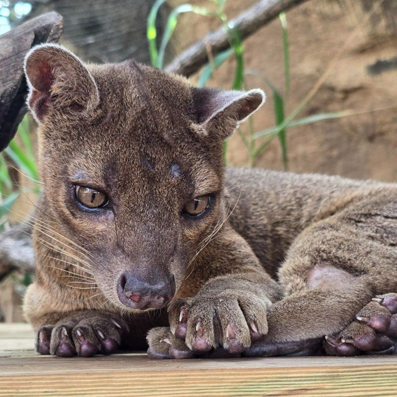 Sharp Claws And Teeth