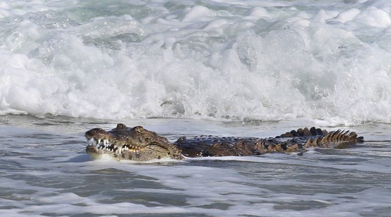 Resurgence Story: American Crocodile