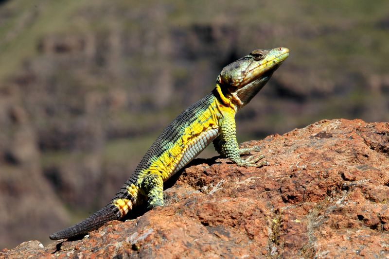 Prehistoric Pollinators: Lizards