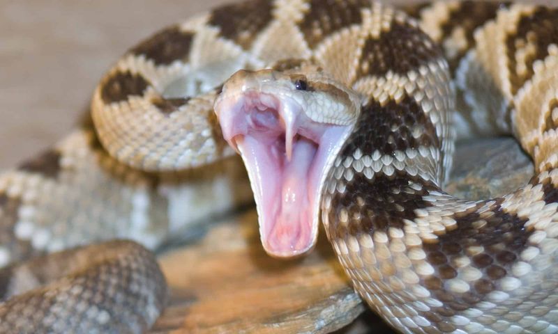 Fangs That Fold