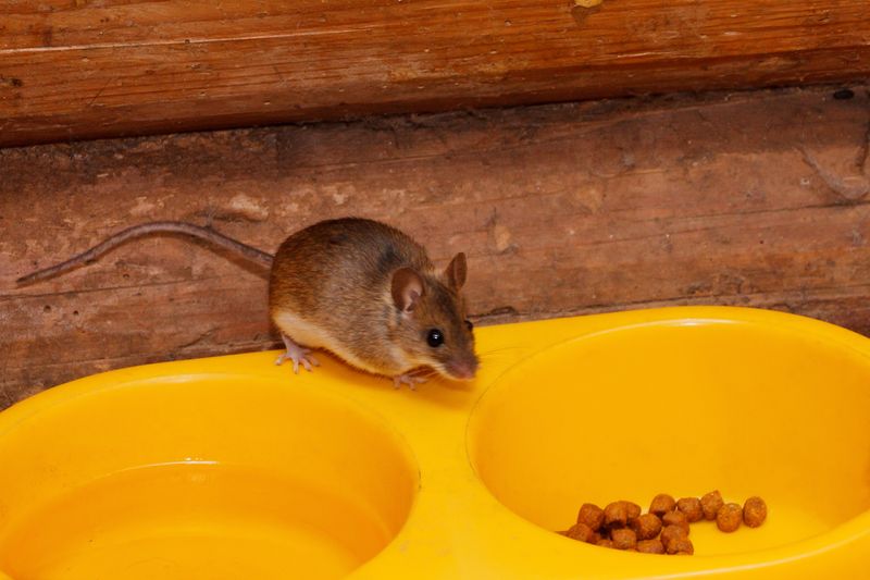 Pet Food: An Easy Target