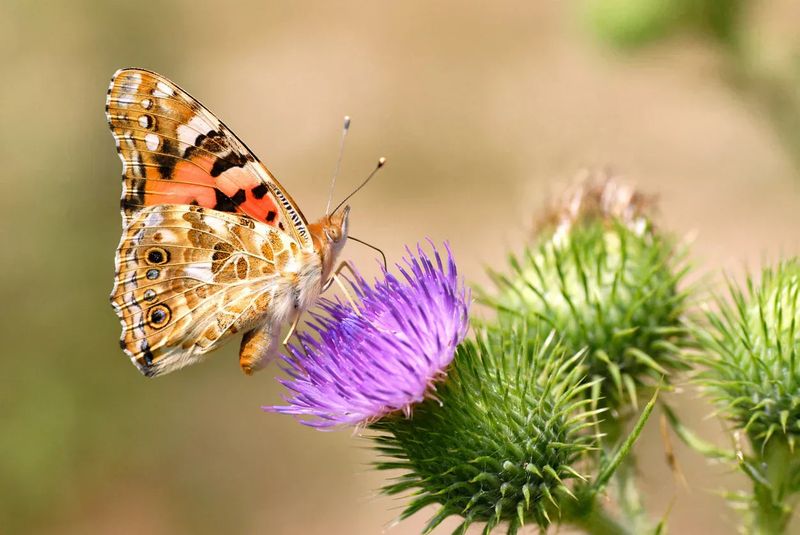 Thistles: The Favorite Baby Food