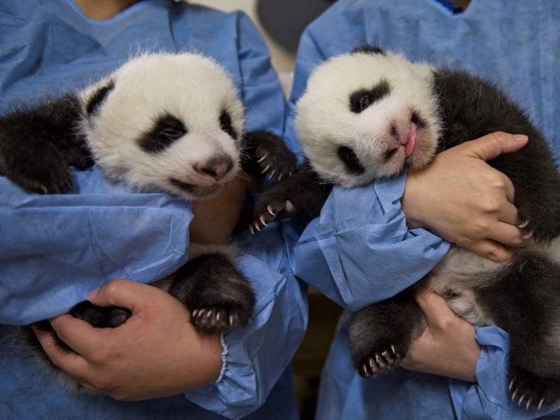 Diplomatic Animal Ambassadors