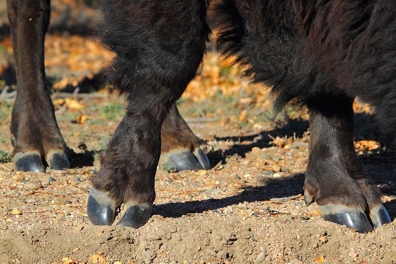Sharp Hooves