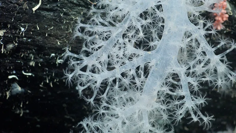 The Impact Of Climate Change On Antarctic Marine Life