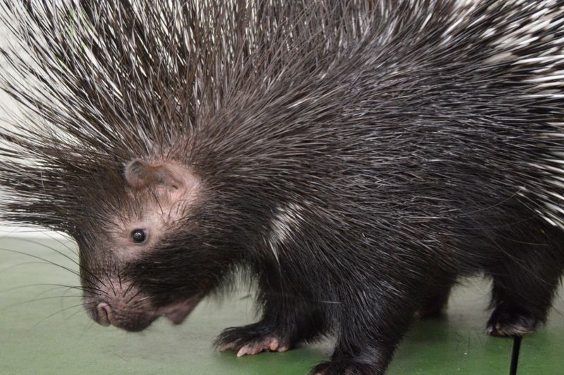 Three Animals Euthanized After Raid