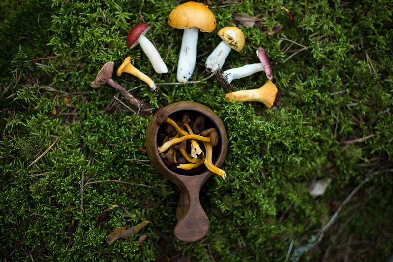 Mushrooms And Berries Everywhere