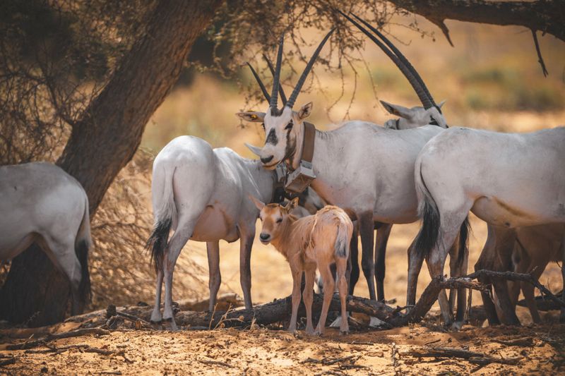 Prey Breeding Programs