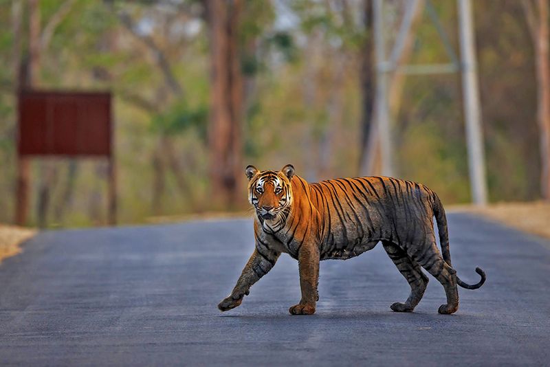 Corridor Creation Between Reserves