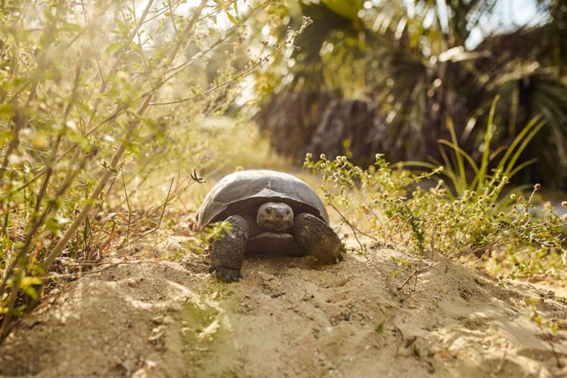 Gopher Tortoise