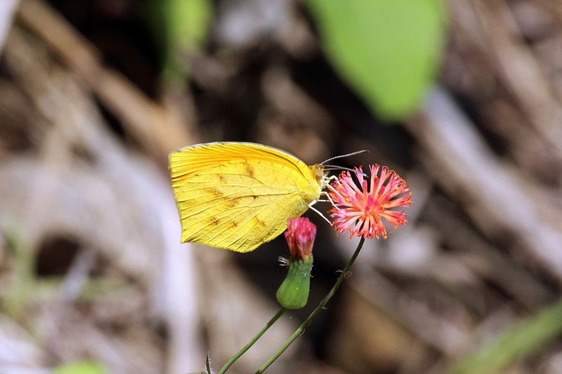 Tailed Orange Butterfly: A Tropical Monarch Lookalike