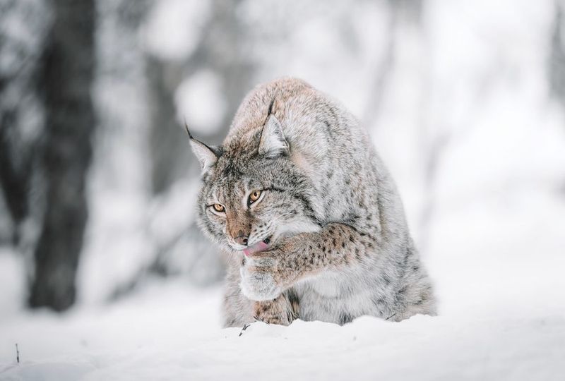Elusive Enigma: The Eurasian Lynx
