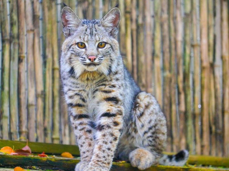 Bayou Hunters: Bobcats
