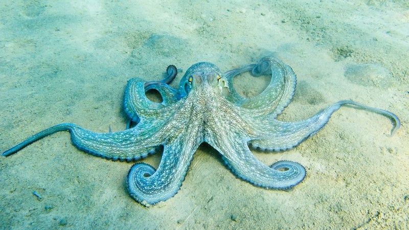 Octopuses