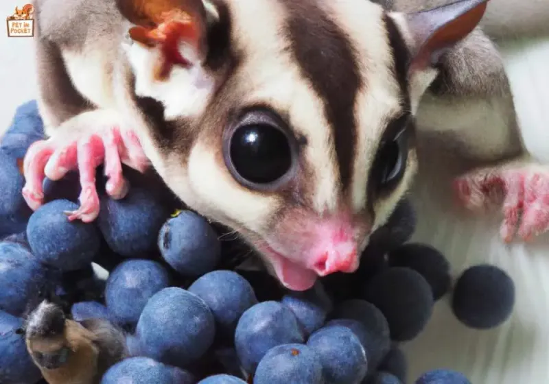 Blueberries