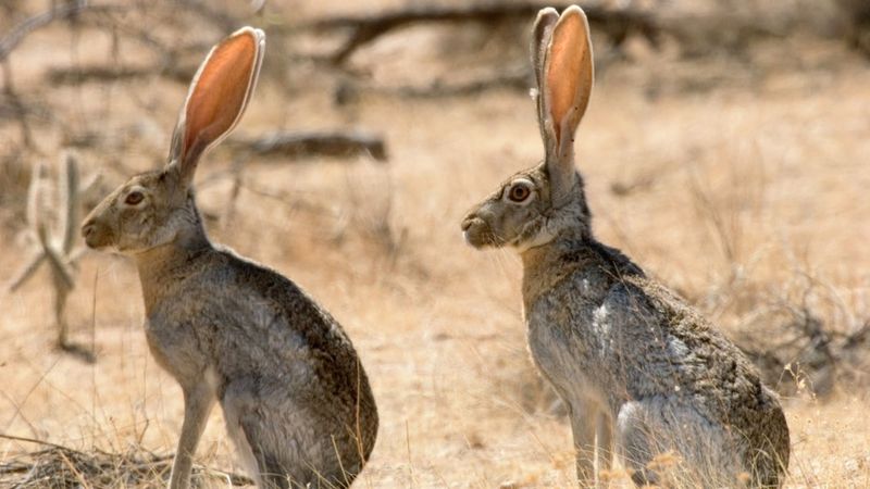 Desert Jackrabbit: Built For Escape