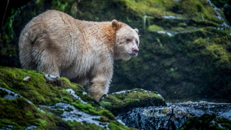 Glacier Bear