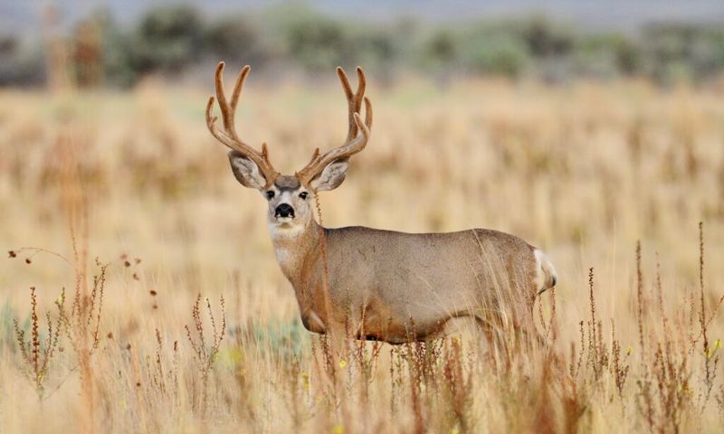 Mule Deer: Bouncing Browsers