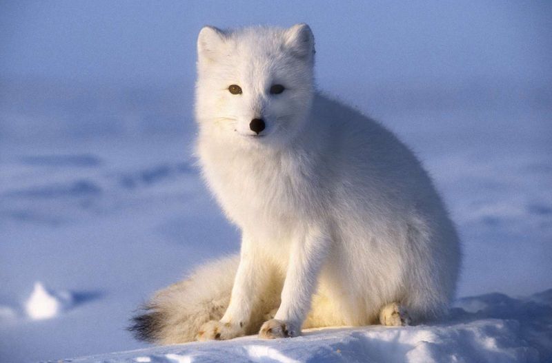 Arctic Fox