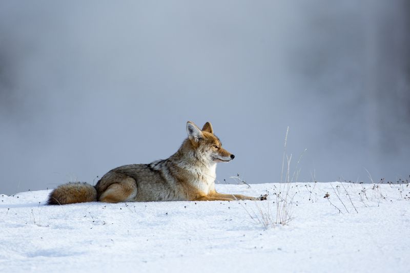 Resourceful Coyotes