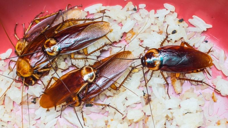 Crawling Past Panic: Cockroaches