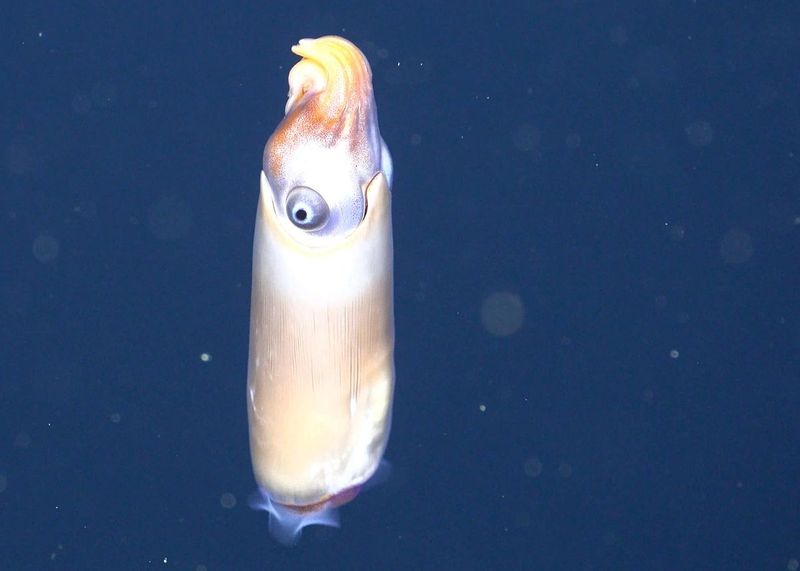Ram's Horn Squid's Live Debut