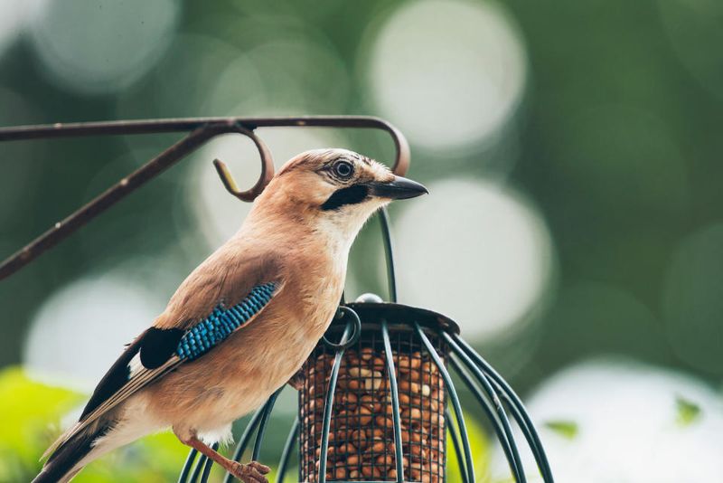 Use Cage-Style Feeders