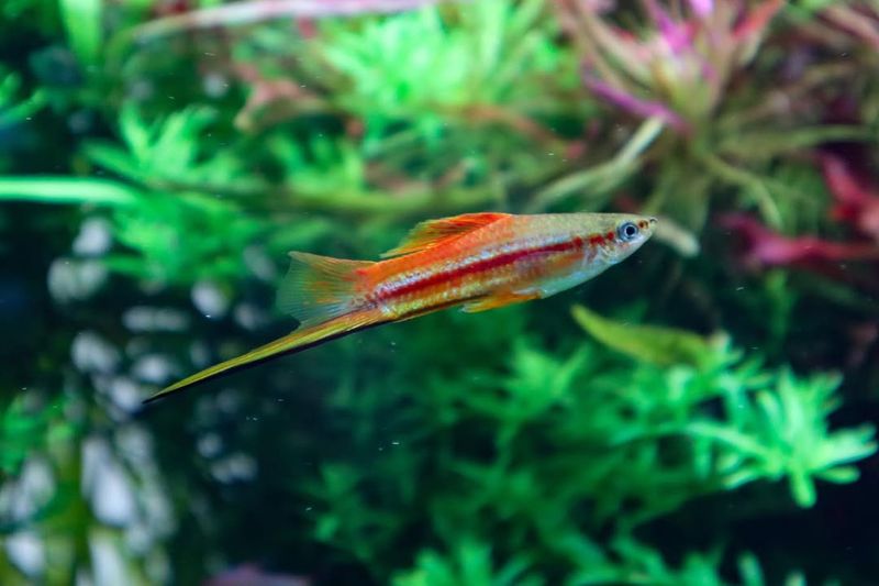 Swordtail Fish