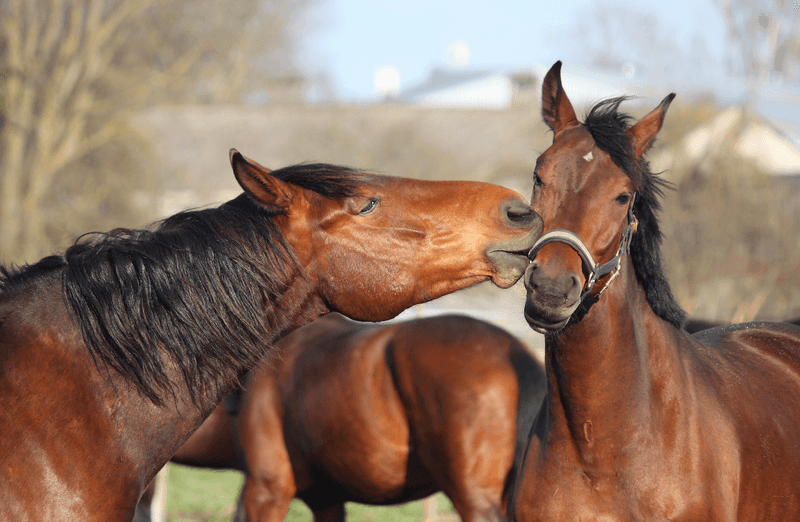 Communication Beyond Words