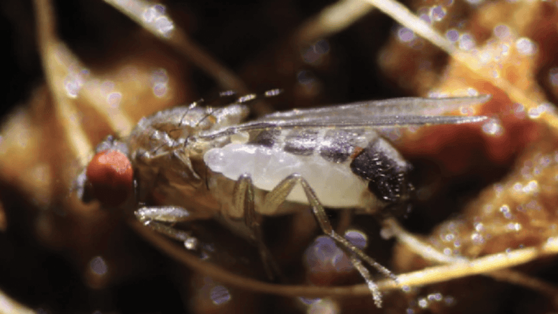 How Syntretus Perlmani Uses Fruit Flies To Reproduce